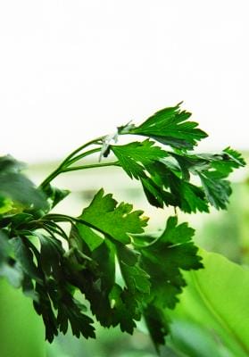 Petersilie Etak / pixelio.de