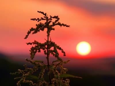 Brennessel 1 bbroianigo / pixelio.de